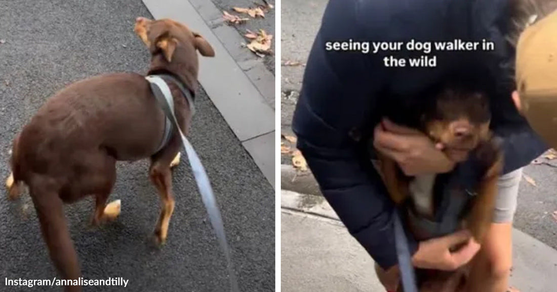 Split image of a small brown dog on a leash outdoors, then being picked up and hugged by a person, with text overlay about seeing the dog walker in the wild.