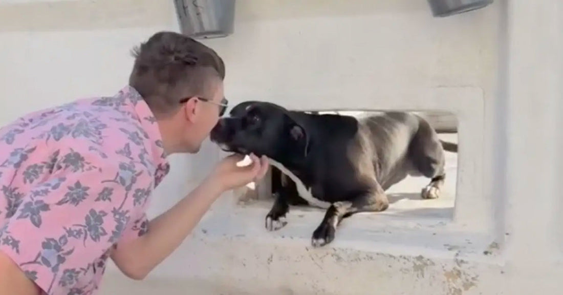 A man affectionately interacts with a black dog through a wall opening.