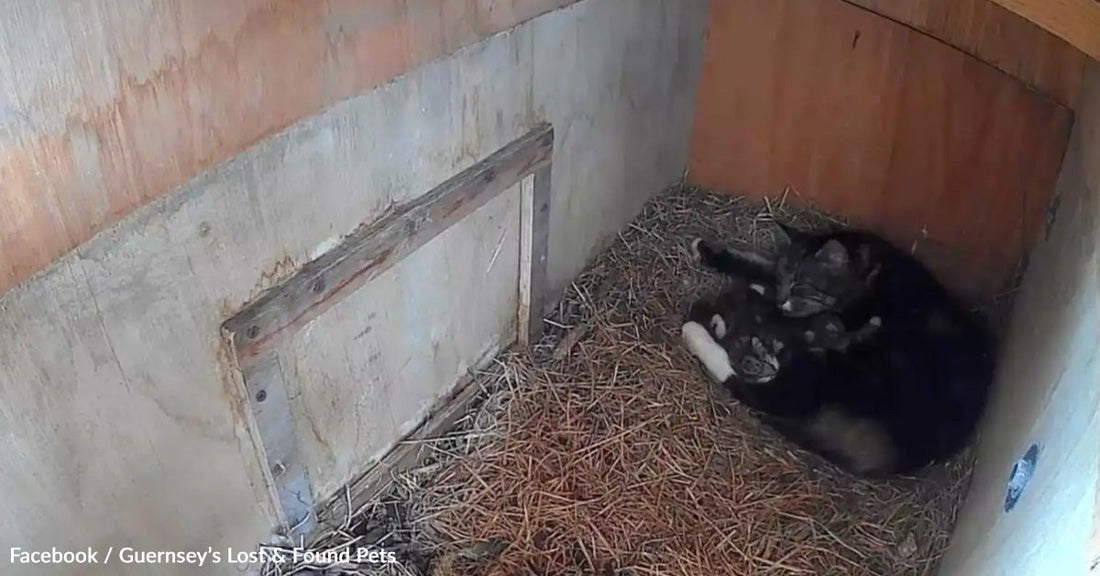 Two cats cuddle together in a small, cozy space filled with straw.