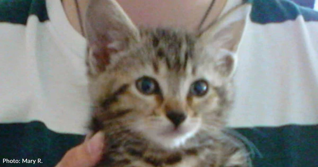Kitten Fished Out of Trashcan Ends Couple's 'No More Animals' Pledge