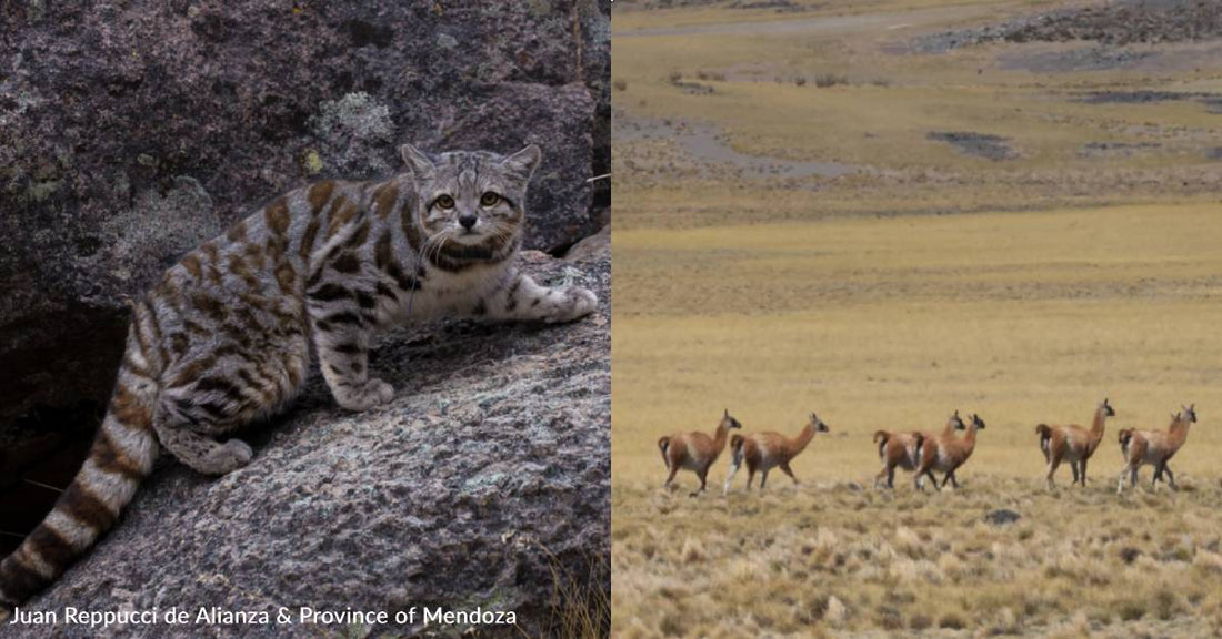 Andean Cats and Guanacos Have More Room to Roam, Thanks to You