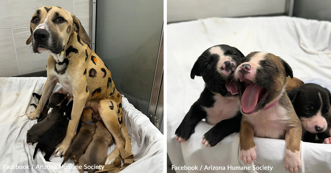 Dog Painted Like Leopard Found in Blistering Heat Clings to Life With Her Puppies