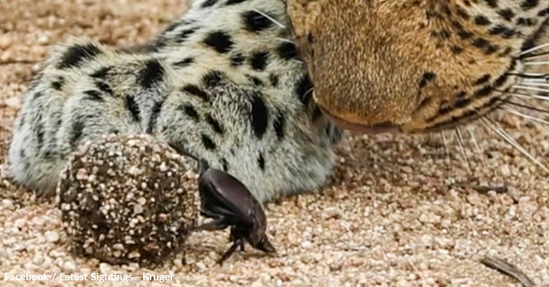A leopard curiously examines a dung beetle beside a small dung ball.