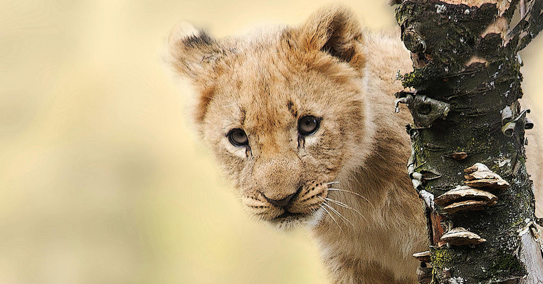 China’s Latest Dining Experience Exploits Lion Cubs for Viral Media Photos
