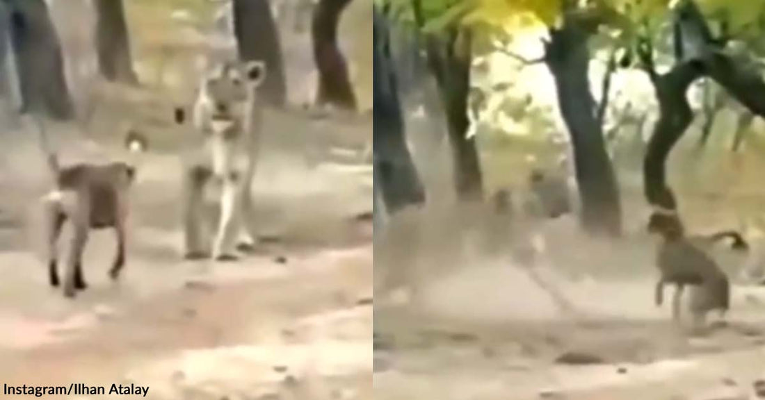 Lion Shockingly Backs Down After a Dog Chased It Away with Courageous Barks