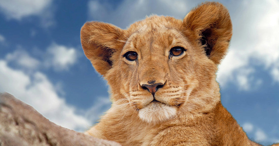 Exotic Pet Craze in Thailand Fuels Lion Abuse and Black Market Trade