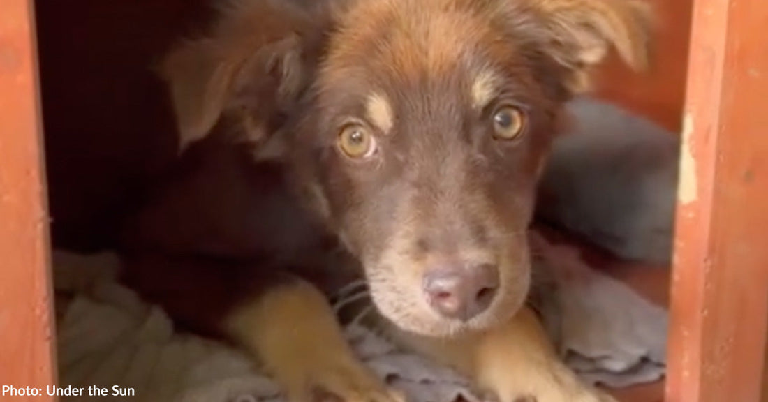 Puppy Found Alone on Side of Road in Ukraine Finds Forever Home