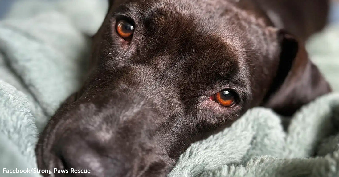 Close-up of a black dog with amber eyes resting its head on a soft green blanket, looking up at the camera.