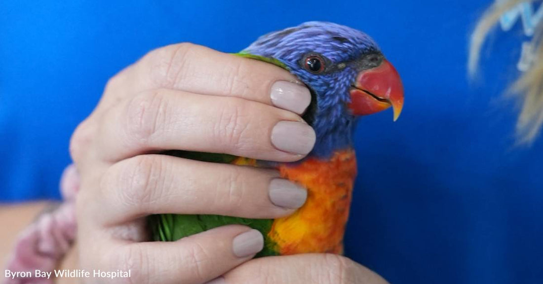 Thousands of Australian Birds Become Paralyzed By Mysterious Condition