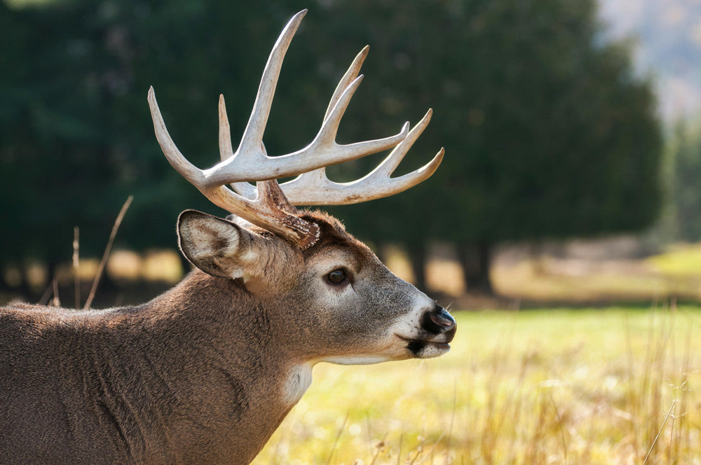 Louisiana Big Buck Contest Fuels Arkansas Man’s Alleged Hunting Crime