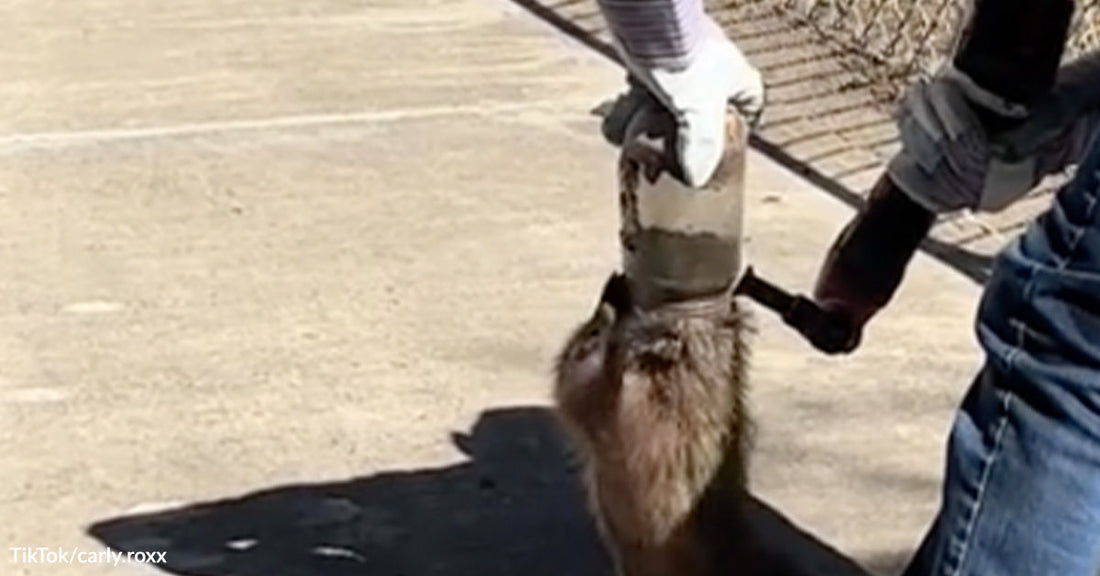 A rescuer wearing gloves and jeans gently pulls a rusted metal jar off a hedgehog whose head is still partially inside.