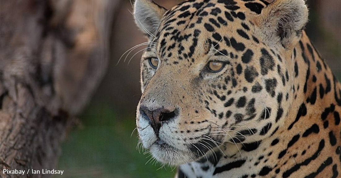 Jaguar Population Up 30% in Mexico, But the Work's Far From Over