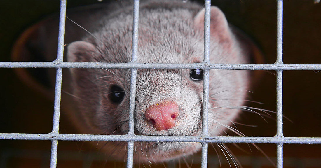 Close-up of a small animal peering through a wire mesh cage.