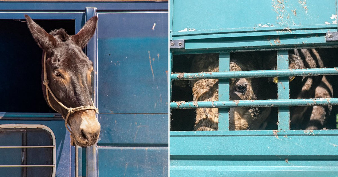 On the left, a dark mule peers out of a blue horse trailer; on the right, donkeys look through the barred window of a teal transport vehicle.