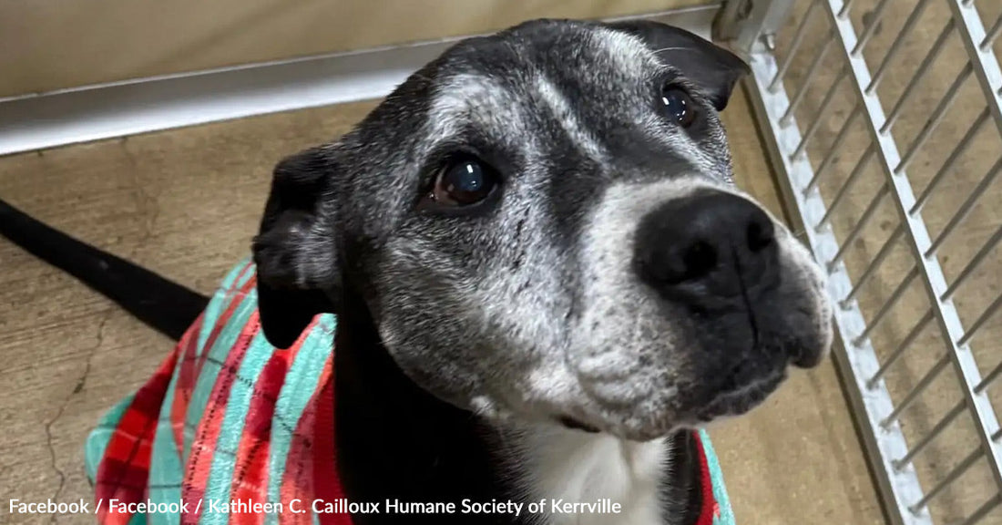 Close-up of a gray and black dog wrapped in a colorful blanket, looking curiously.