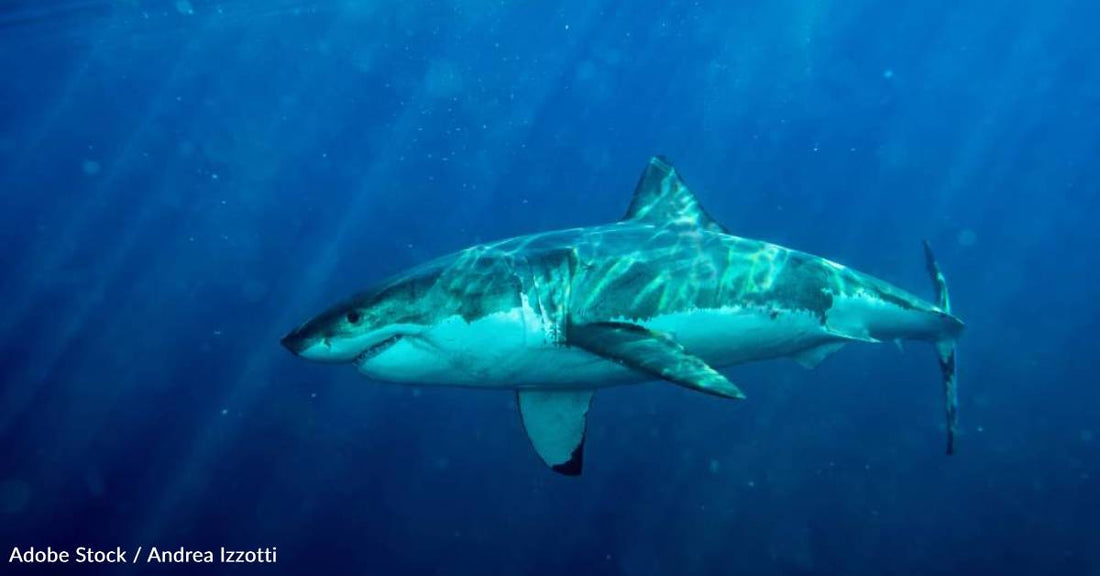 More Great Whites Are Being Spotted in the Northeast, Here's Why