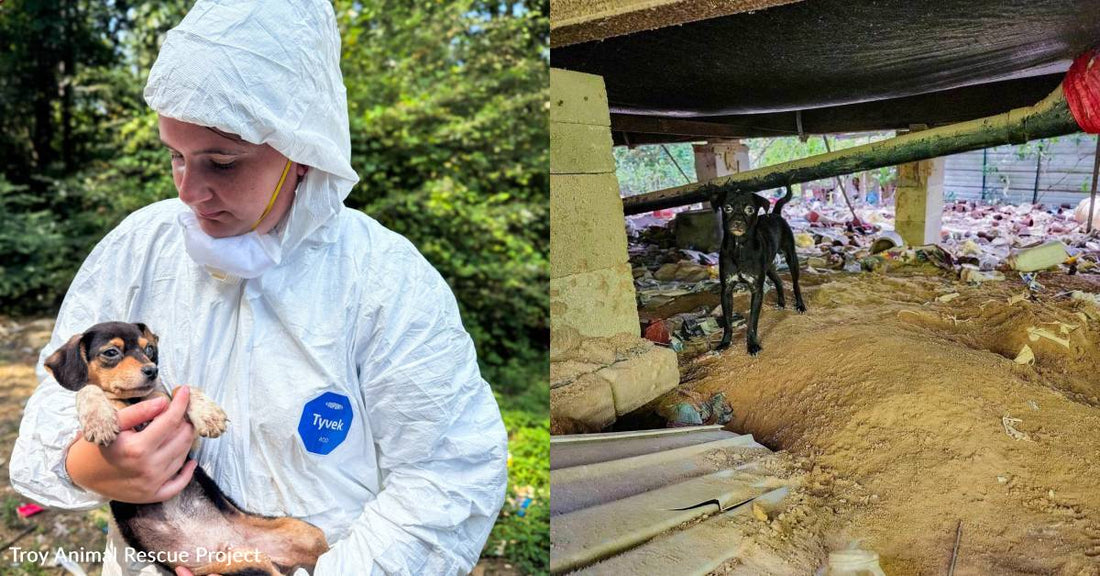 More Than 100 Pets Rescued From Unlivable Conditions, How You Can Help