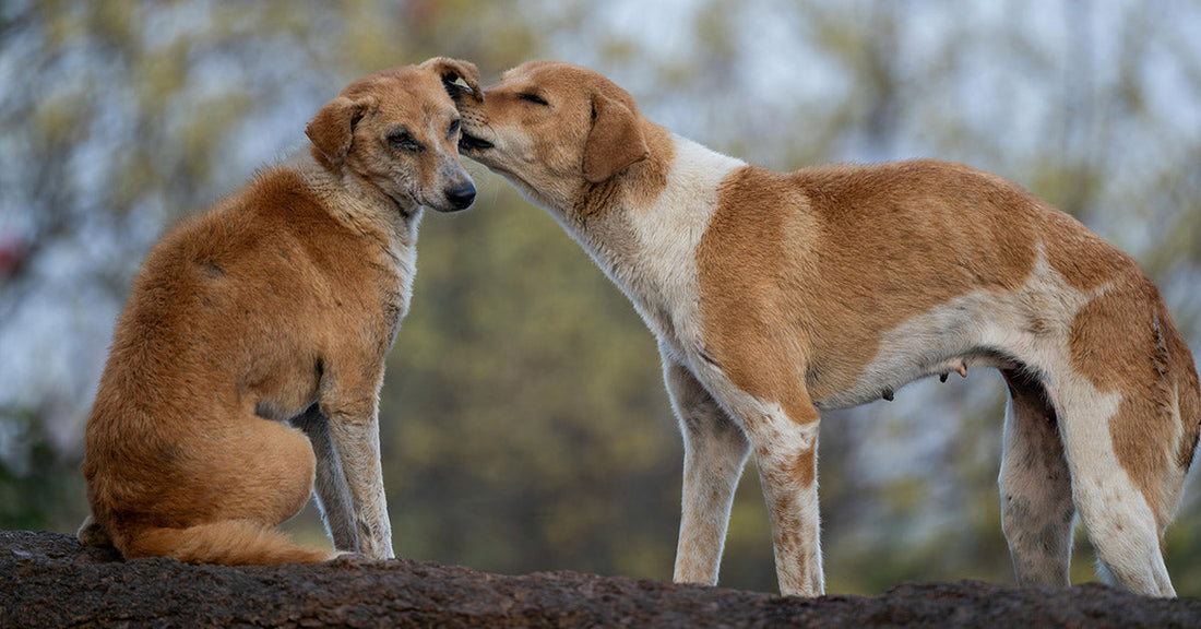 Morocco Is Hunting Down Stray Dogs Ahead of FIFA World Cup
