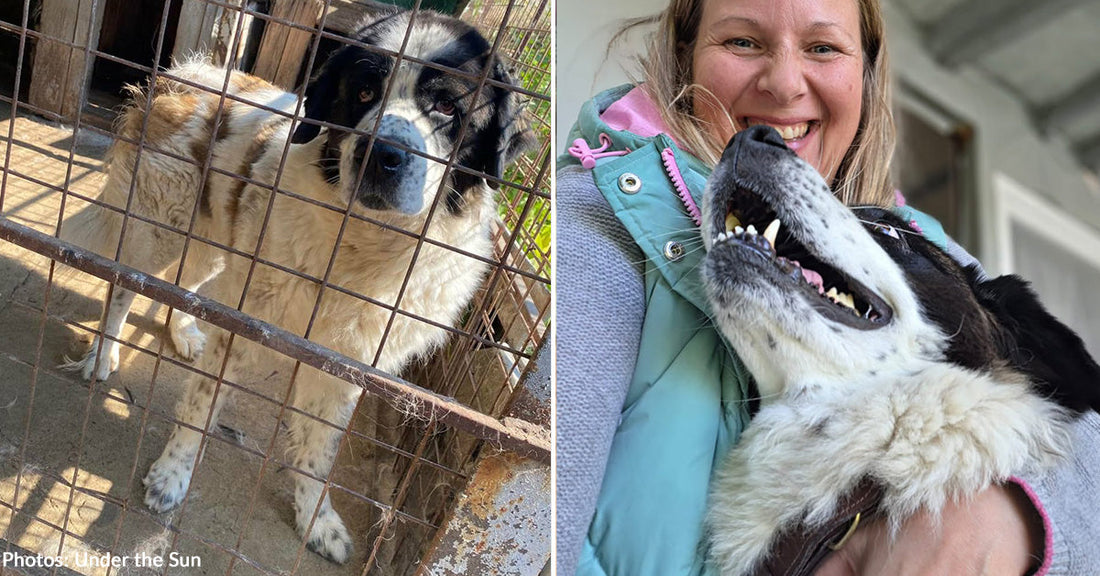 large brown and white dog in kennel and in arms of smiling woman