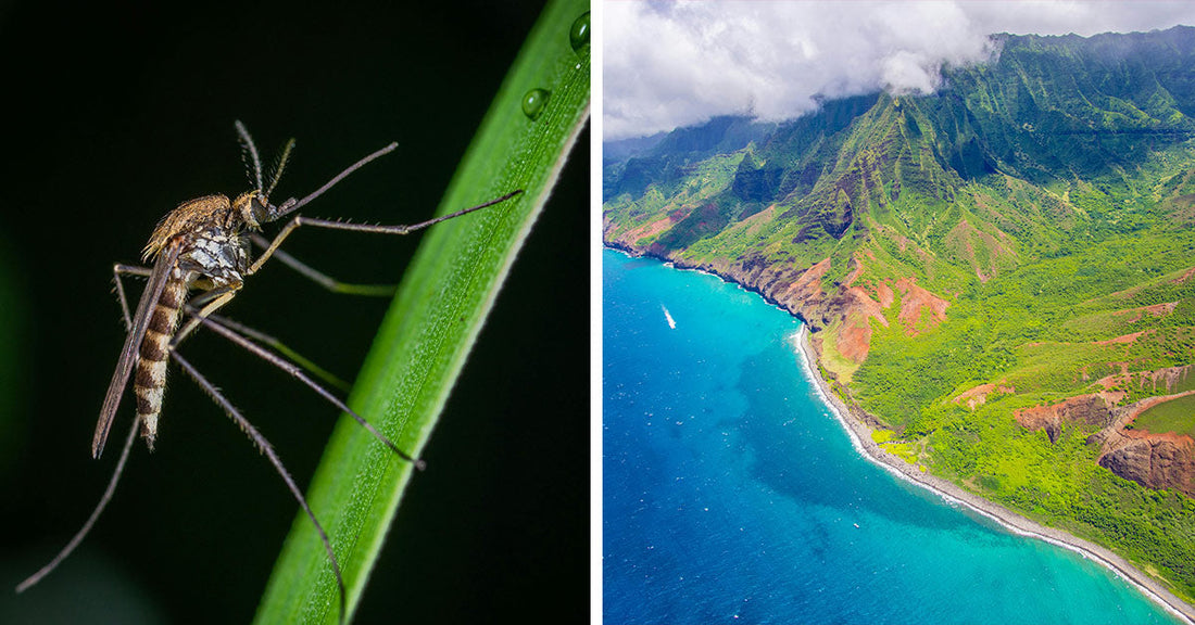Scientists Unleash Mosquito Swarms to Rescue Hawaii’s Dying Birds