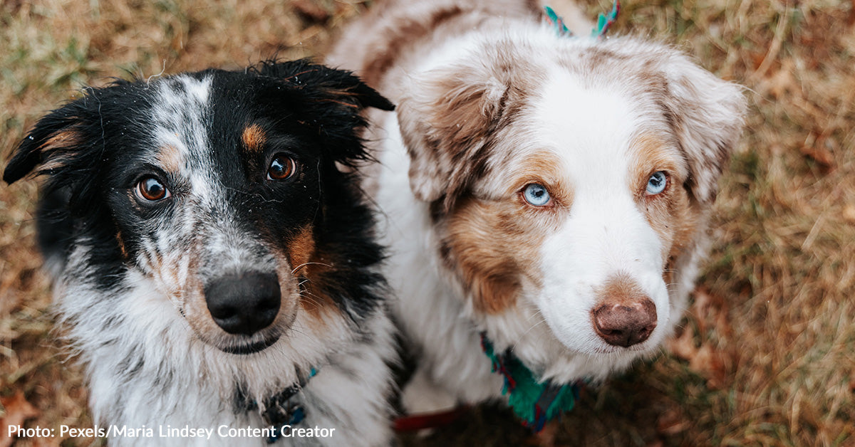 most-popular-dog-names-of-2023-revealed-greatergood