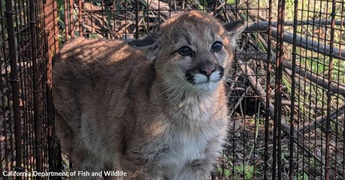A young mountain lion stands inside a wire enclosure, looking out with wide eyes.