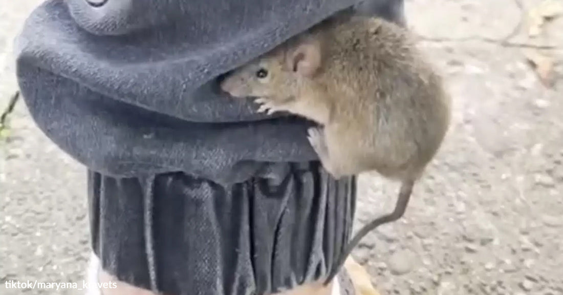 A small brown mouse clings to the hem of a gray pant leg, gripping the fabric with tiny paws.