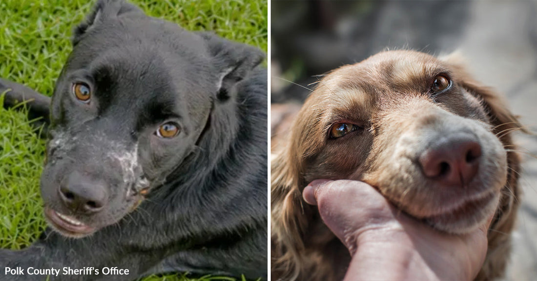 Left: Close-up of a black dog lying on grass, with visible marks and injuries on its face. Right: Close-up of a brown dog being gently held under the chin, looking calm and relaxed.