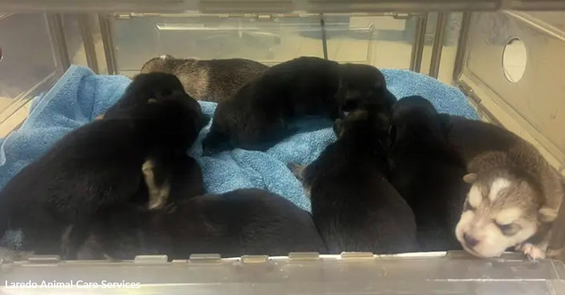 Newborn puppies lie together on a blue towel inside a clear incubator.
