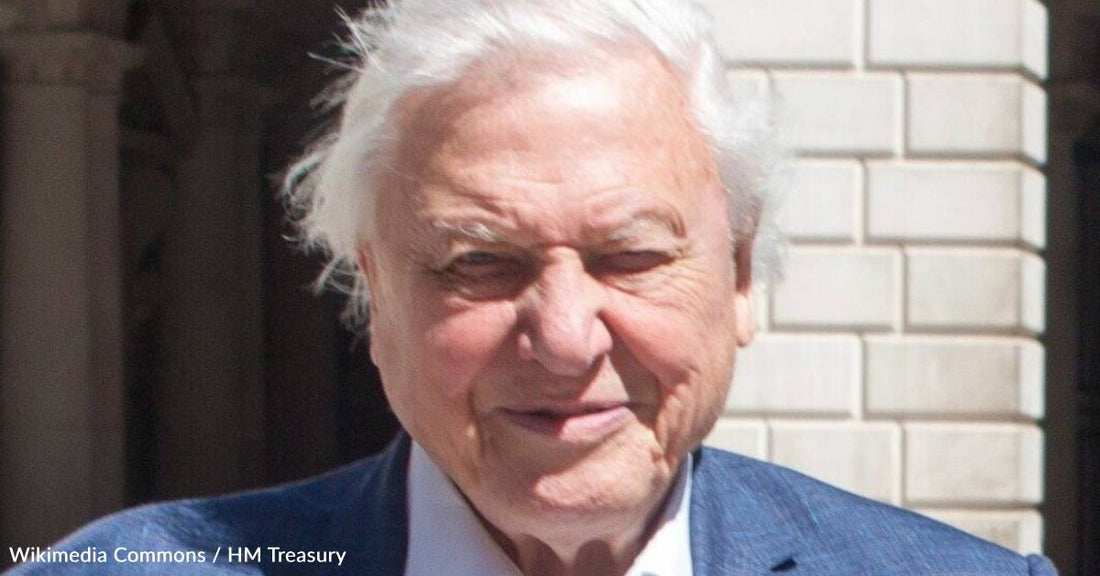 As He 'Approaches the End of His Life', David Attenborough Says We Must Save the Sea