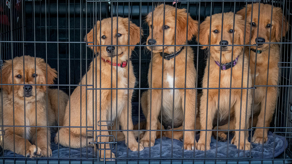 Ohio's Puppy Mills Inflict Horrific Suffering on Animals