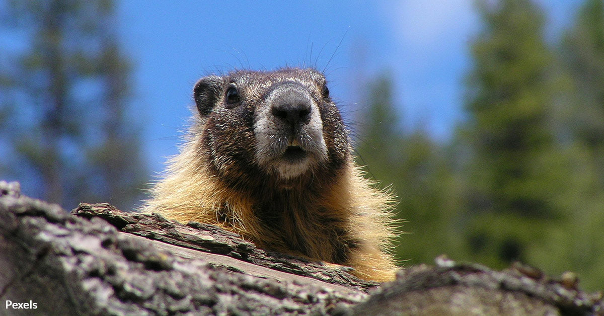Olympic Marmots on the Brink as Climate Change and Predators Close In ... Thorold's deer olympic marmot