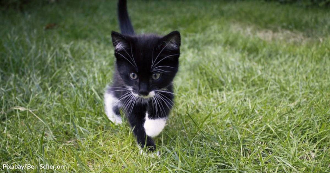 Soaked Little Kitten Collapses In The Road Until One Girl Stops To Save Her