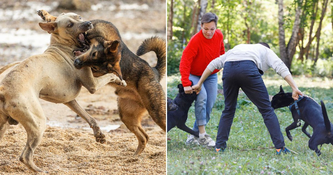 On the left, two dogs fight on a sandy beach; on the right, two adults separate fighting dogs in a park while a child watches.