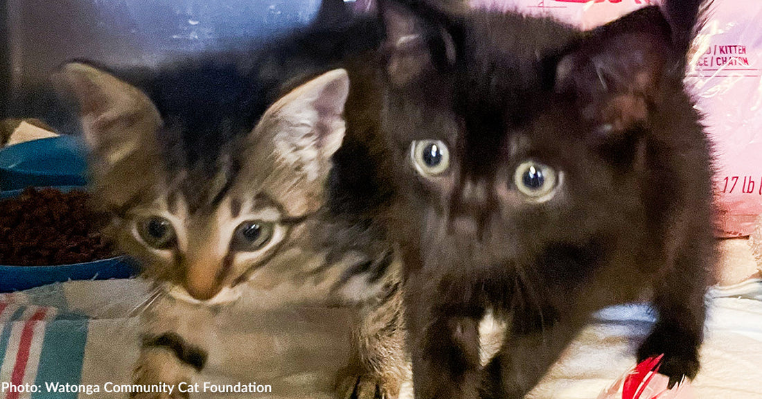 Kittens Found Trying to Nurse from Deceased Mother Are Getting Formula They Need, Thanks to You