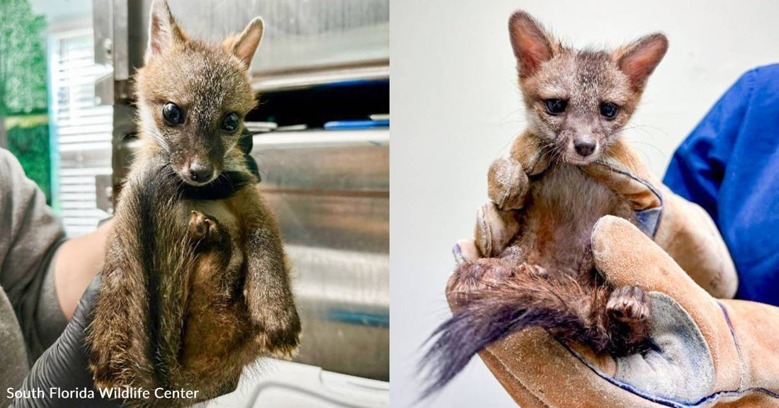 Two Fox Kits Are Orphaned After Their Mother Was Caught in a Trap, You Can Help