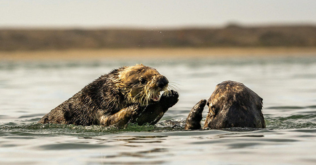 See How Otter Pups Depend on Mom’s Grip to Avoid Being Swept Away