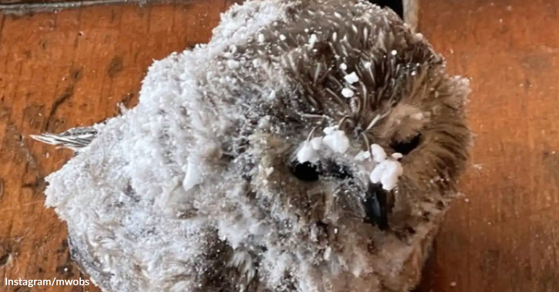 A small owl sits indoors with its feathers and face coated in ice and snow, appearing cold and motionless against a wooden floor.