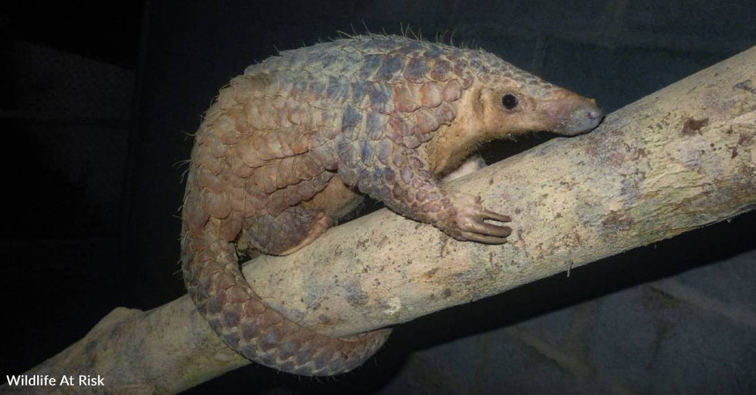 The World's Most Trafficked Animal Needs Your Help This Holiday Season