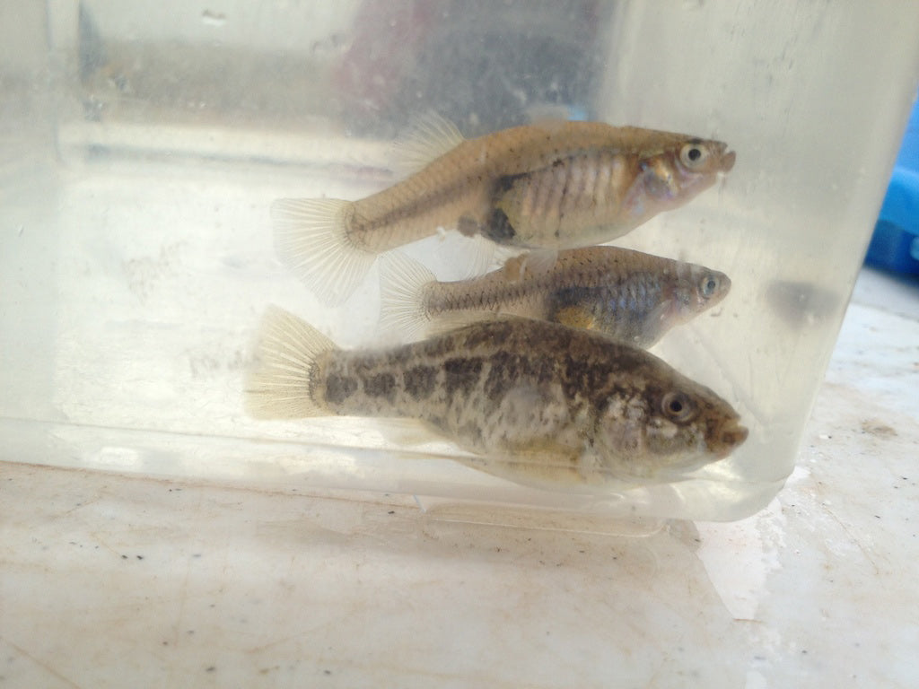 Desert Pupfish on the Edge Fight for Survival Intensifies
