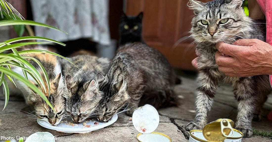 several cats eating can food outside