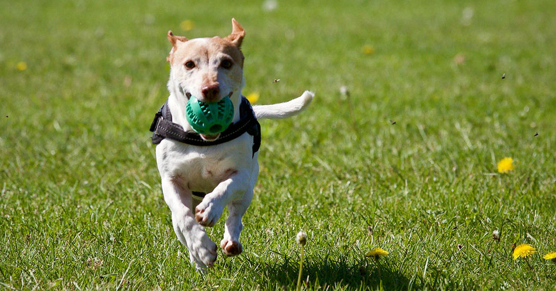 A dog with a green ball runs across a grassy field.