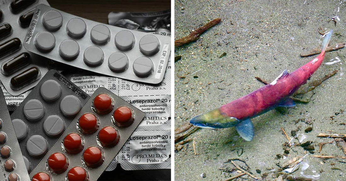 Pharmaceutical Pollution Is Shifting the Balance of Ocean Ecosystems