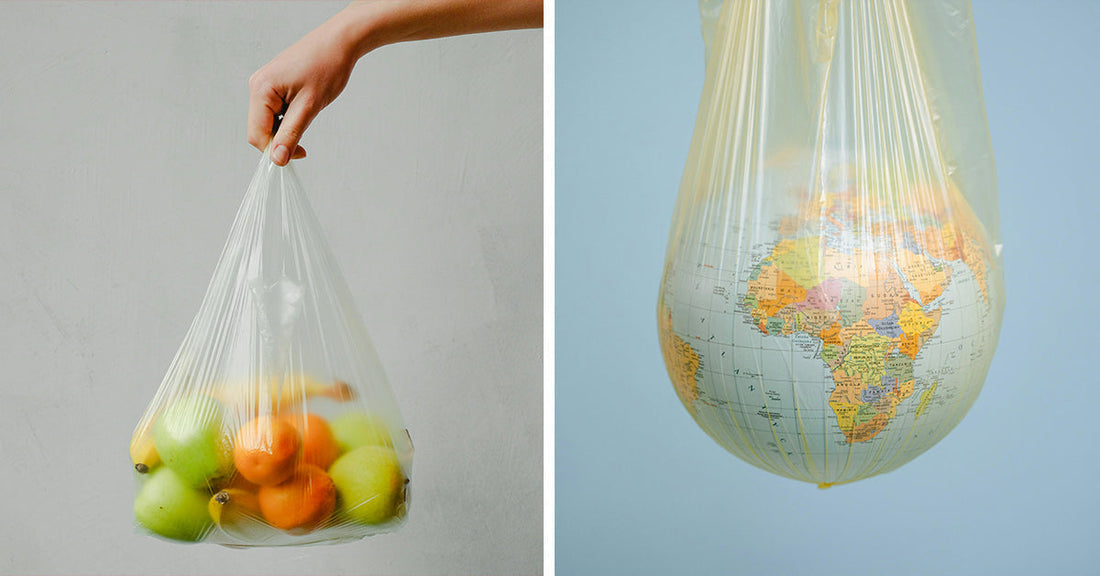 Coastal Wildlife Rebounds as States Tax Grocery Bags—But Are We Missing The Real Cost?