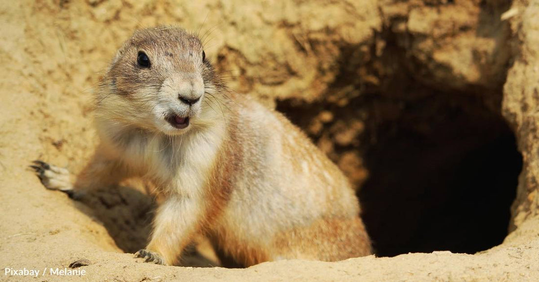 Study Shows That Prairie Dogs Are 'Home Security Systems' for Birds
