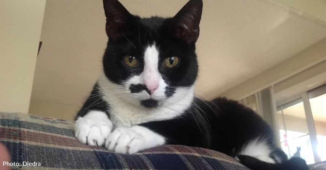 Farm Cat Adapts to Inside Life for Her Favorite Girl