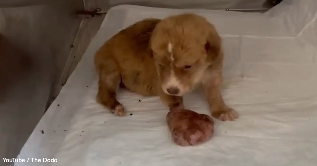 A small, brown puppy sits on a white blanket, curiously looking at a heart-shaped object.