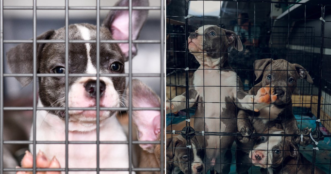 On the left, a gray and white Boston Terrier puppy peers through metal cage bars; on the right, several gray and brown pit bull puppies crowd together inside a black.