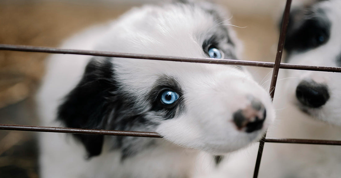 Close-up of a curious black and white puppy with striking blue eyes behind a fence.