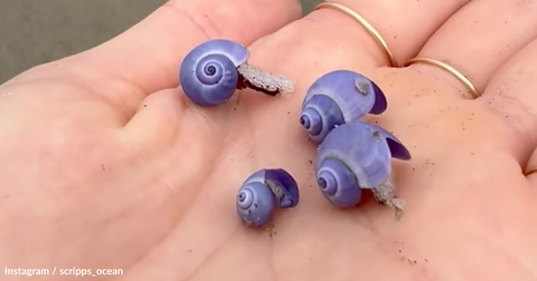 Rare Purple Snails Spark Climate Fears on California Shore